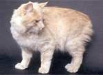 Мэнская кошка