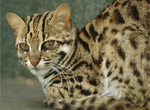Бенгальская кошка